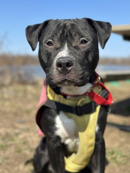 Deimos — thumbnail 2