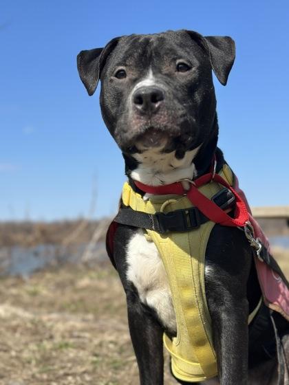 Deimos — thumbnail 3