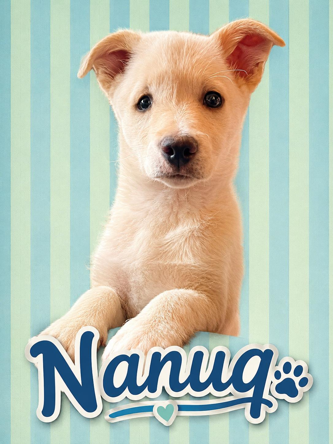 Enlarge Nanuq, a Adopted mixed breed in Wasilla, AK image 1/1