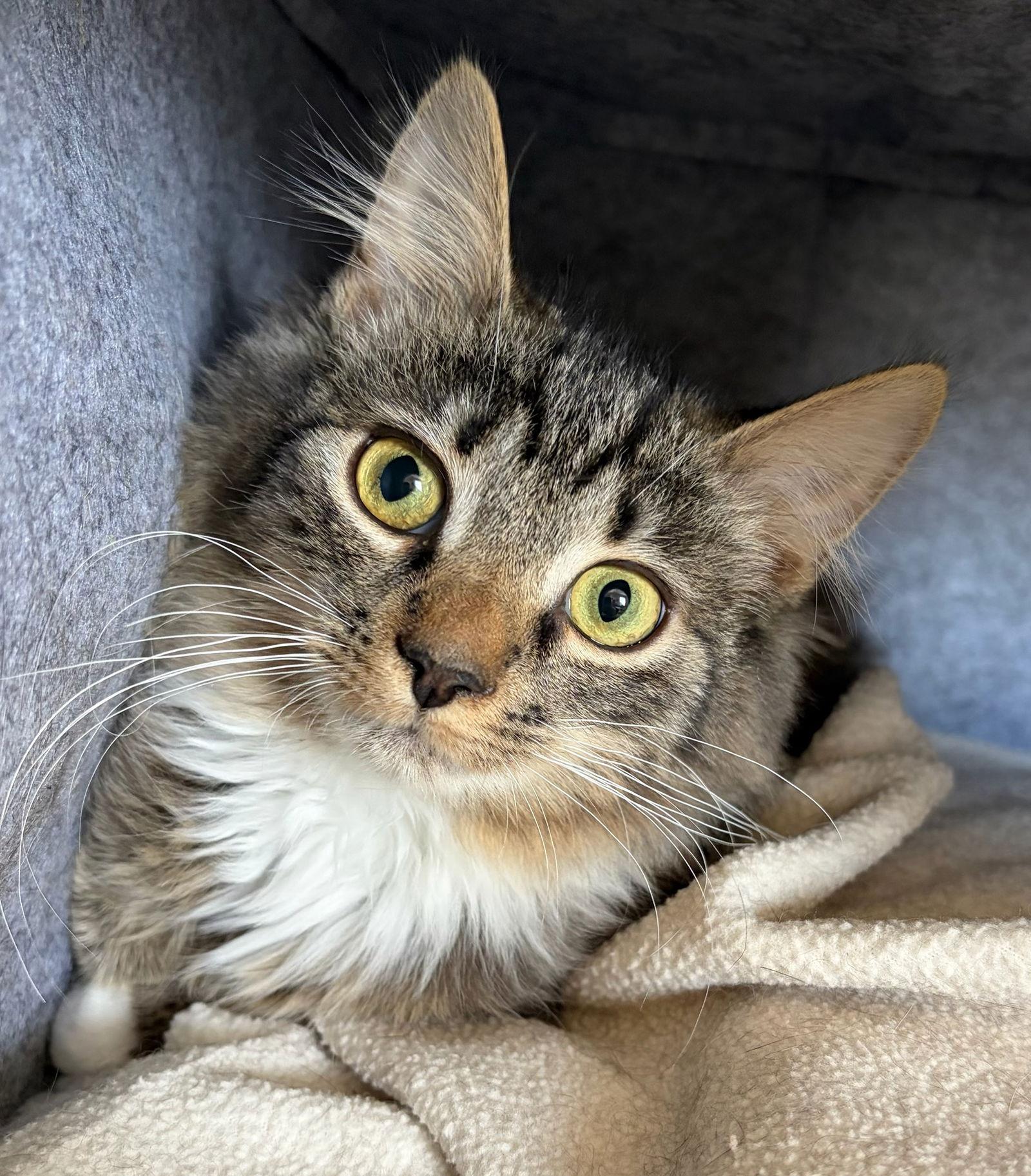 Harry, Adopted, Kitten Male Domestic Long Hair & Domestic Medium Hair.