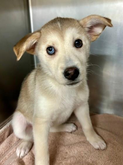 Enlarge Glitter, a Adoptable mixed breed in Everett, WA image 1/1