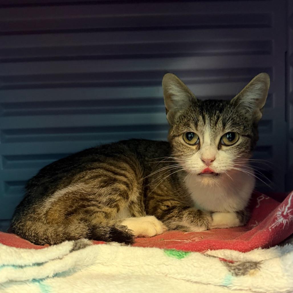 Melrose, Adoptable, Young Female Domestic Short Hair.