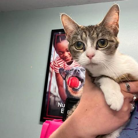 Enlarge Melrose, a Adoptable Domestic Short Hair in Edwardsville, IL image 2/4