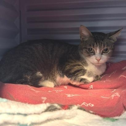 Enlarge Melrose, a Adoptable Domestic Short Hair in Edwardsville, IL image 3/4