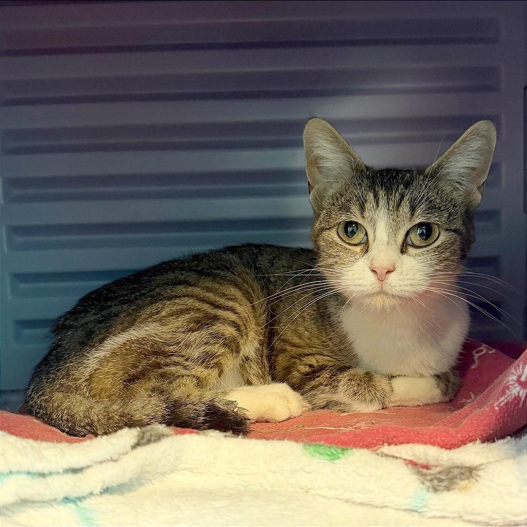 Enlarge Melrose, a Adoptable Domestic Short Hair in Edwardsville, IL image 4/4