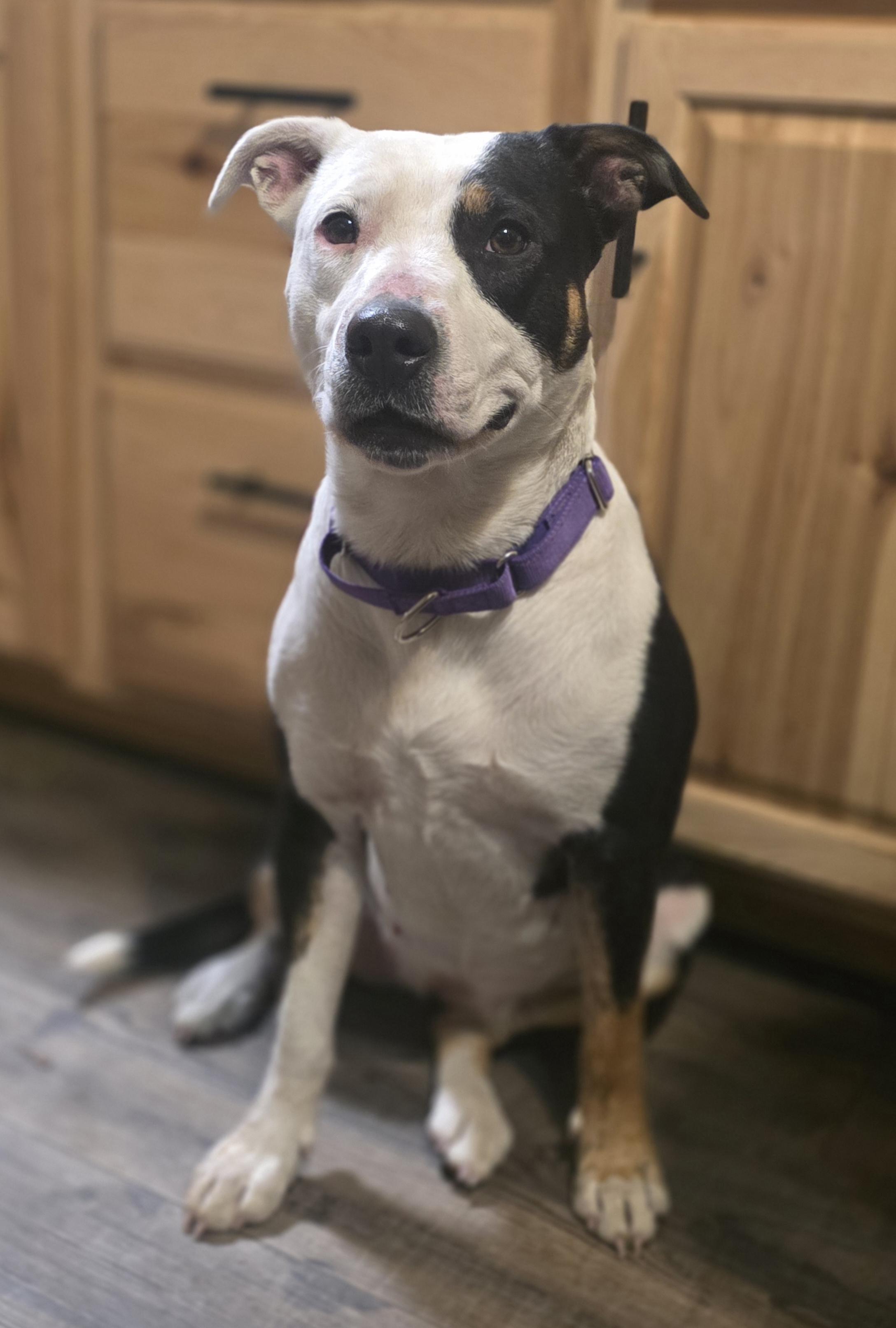 Enlarge Patience, a Adopted Pit Bull Terrier in Elk, WA image 2/6