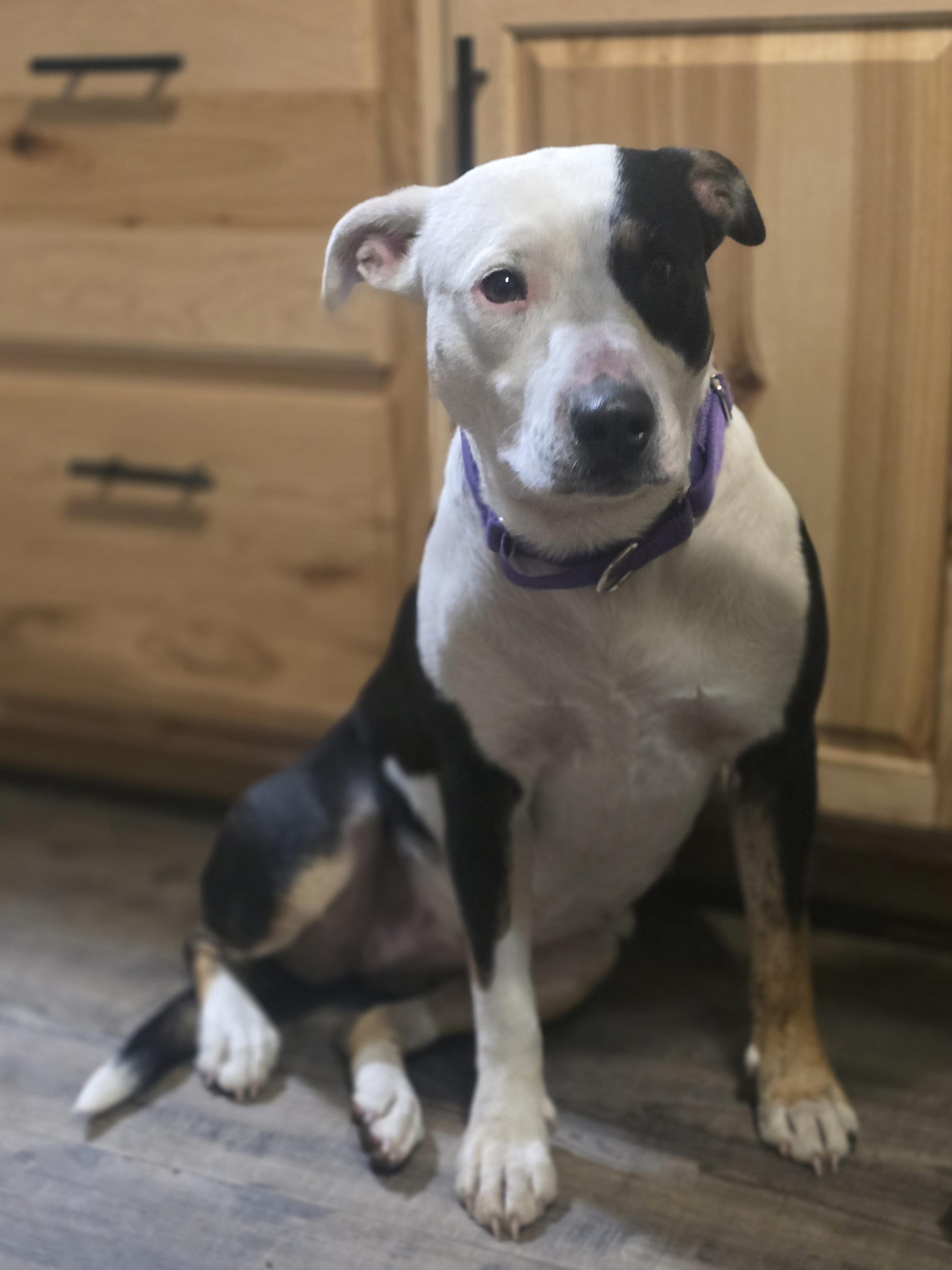 Enlarge Patience, a Adopted Pit Bull Terrier in Elk, WA image 3/6