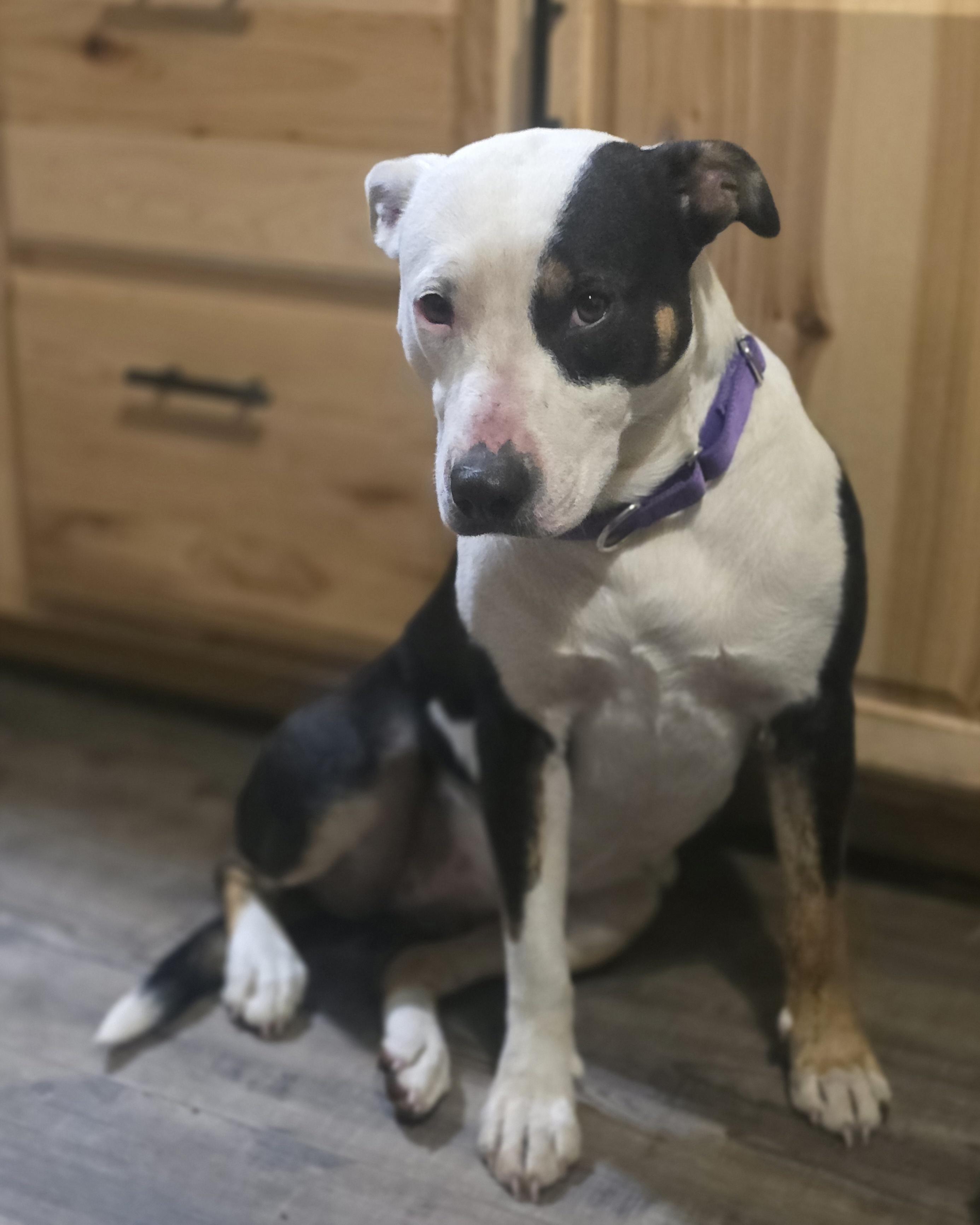 Enlarge Patience, a Adopted Pit Bull Terrier in Elk, WA image 4/6