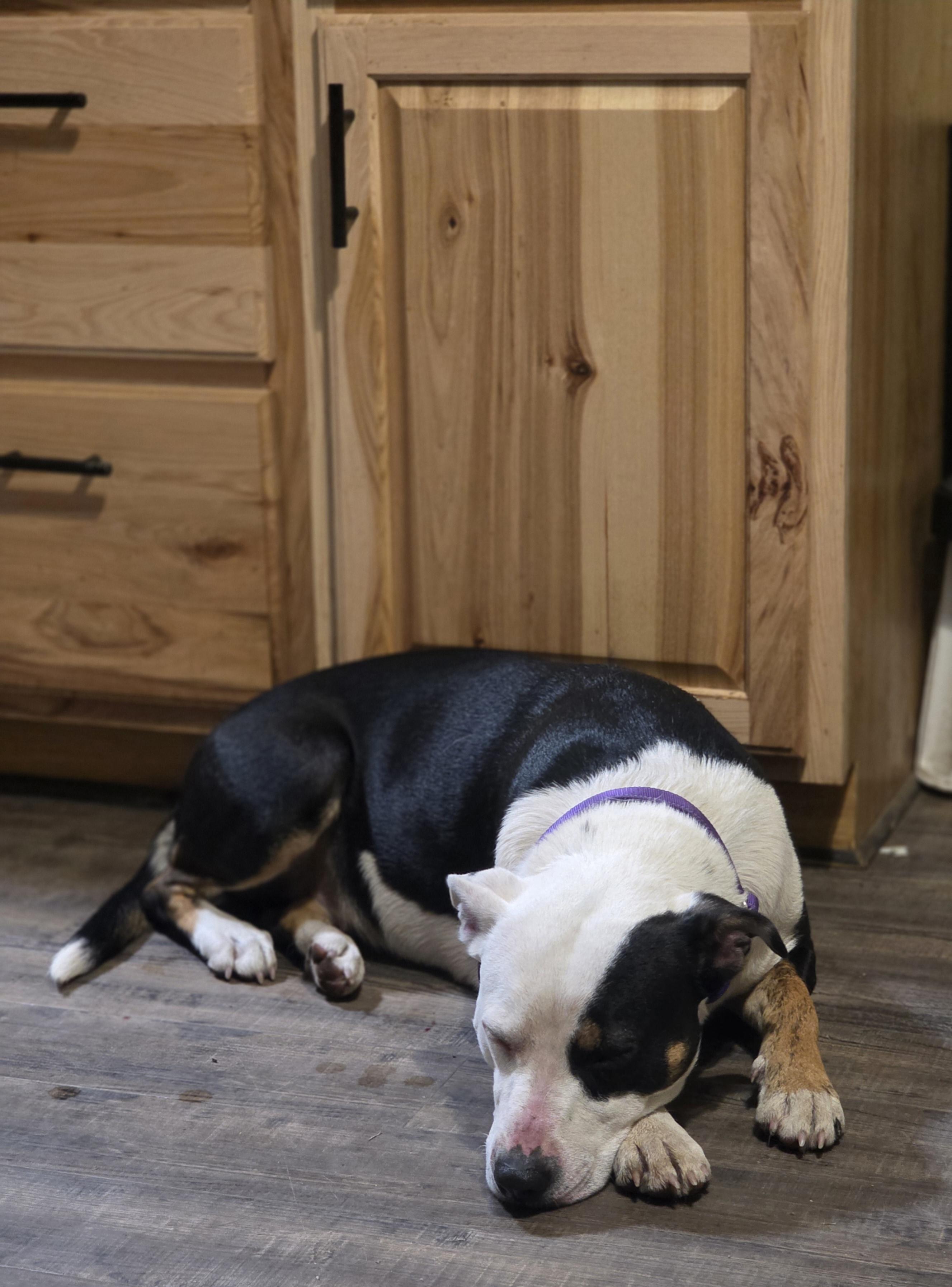 Enlarge Patience, a Adopted Pit Bull Terrier in Elk, WA image 5/6