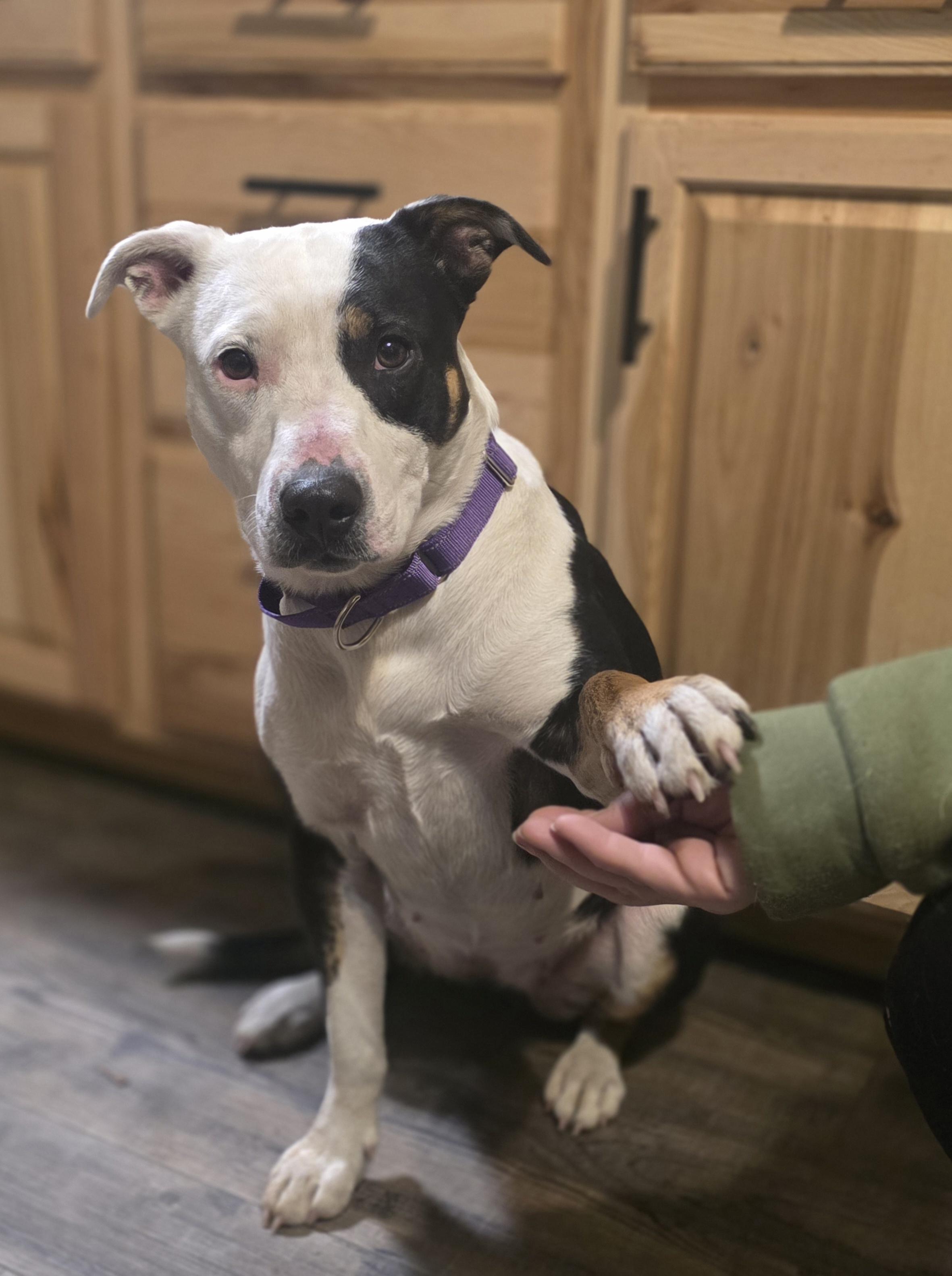 Enlarge Patience, a Adopted Pit Bull Terrier in Elk, WA image 6/6
