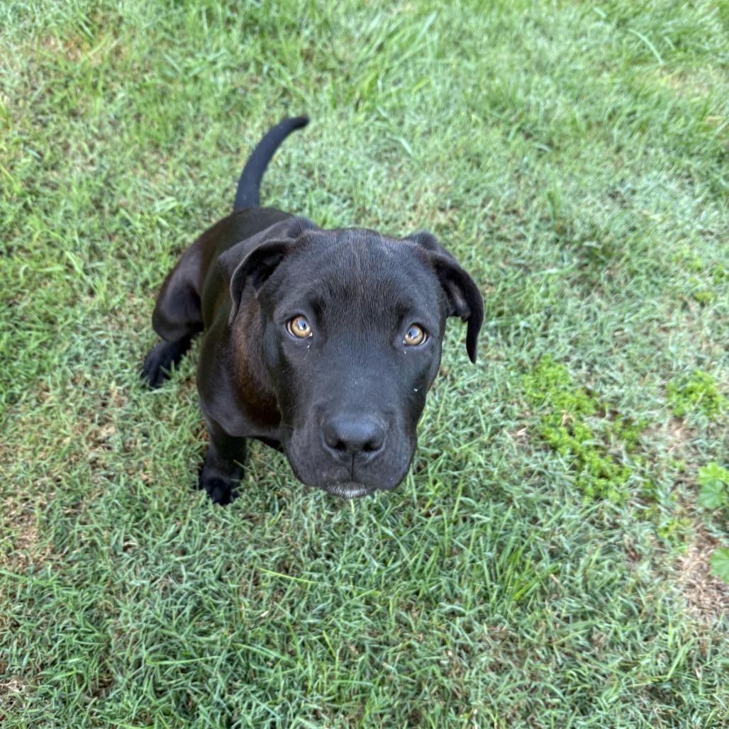 Dakota, a Adoptable mixed breed in Turlock, CA image 1/6