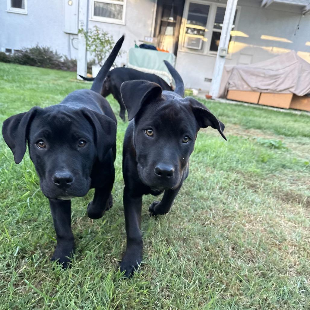 Dakota, a Adoptable mixed breed in Turlock, CA image 2/6