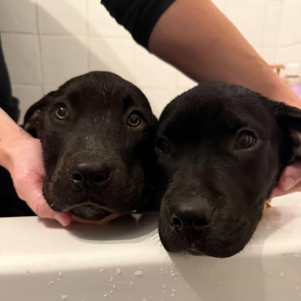 Dakota, a Adoptable mixed breed in Turlock, CA image 3/6