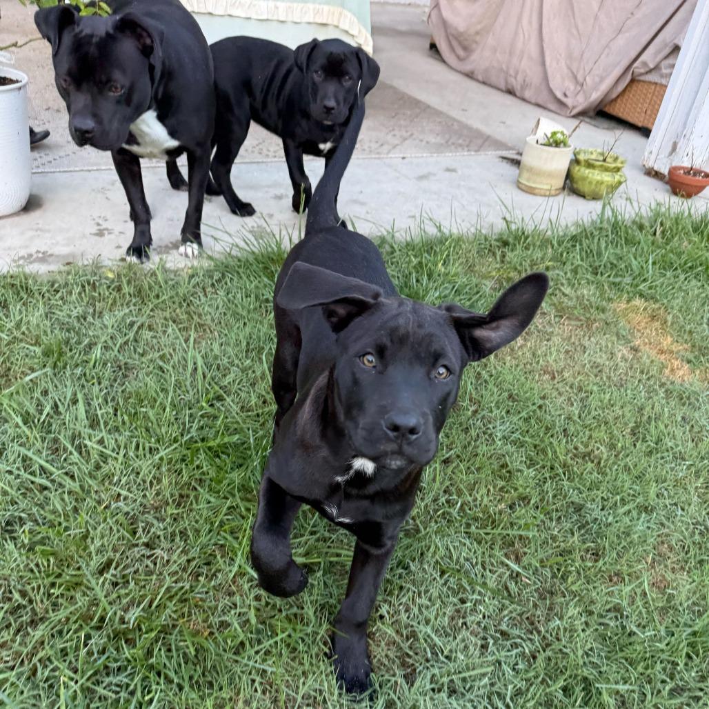 Dakota, a Adoptable mixed breed in Turlock, CA image 4/6