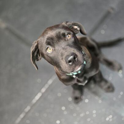 Dakota, a Adoptable mixed breed in Turlock, CA image 6/6