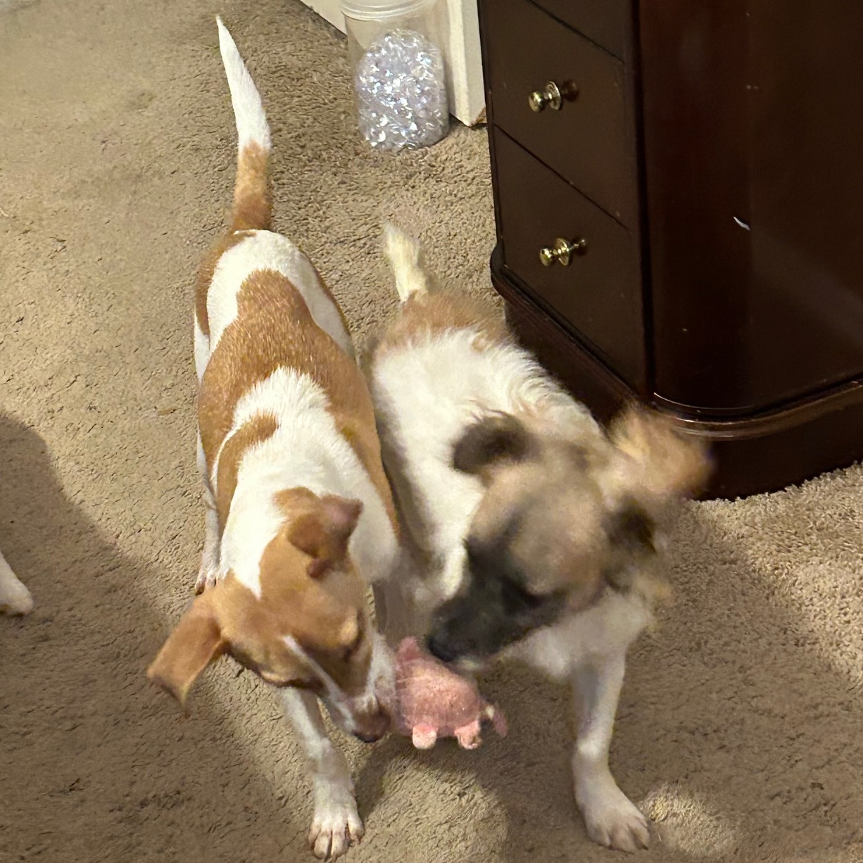 LITTLE LARRY & LEO (bonded pair) — thumbnail 3