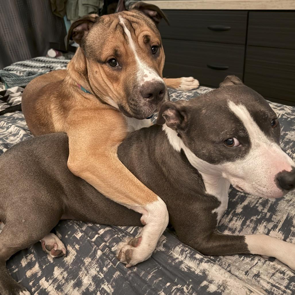 Lambert, Adoptable, Adult Male Pit Bull Terrier.