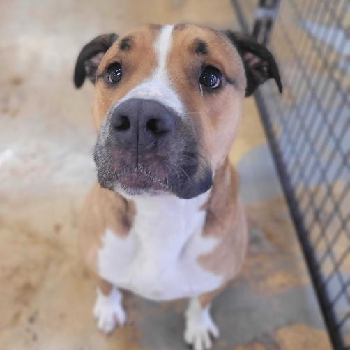 Lambert, a Adoptable Pit Bull Terrier in Chicago, IL image 4/5