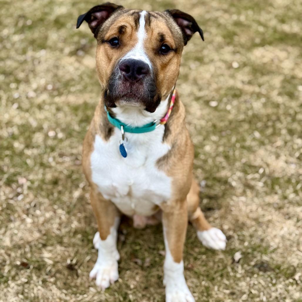 Lambert, a Adoptable Pit Bull Terrier in Chicago, IL image 5/5