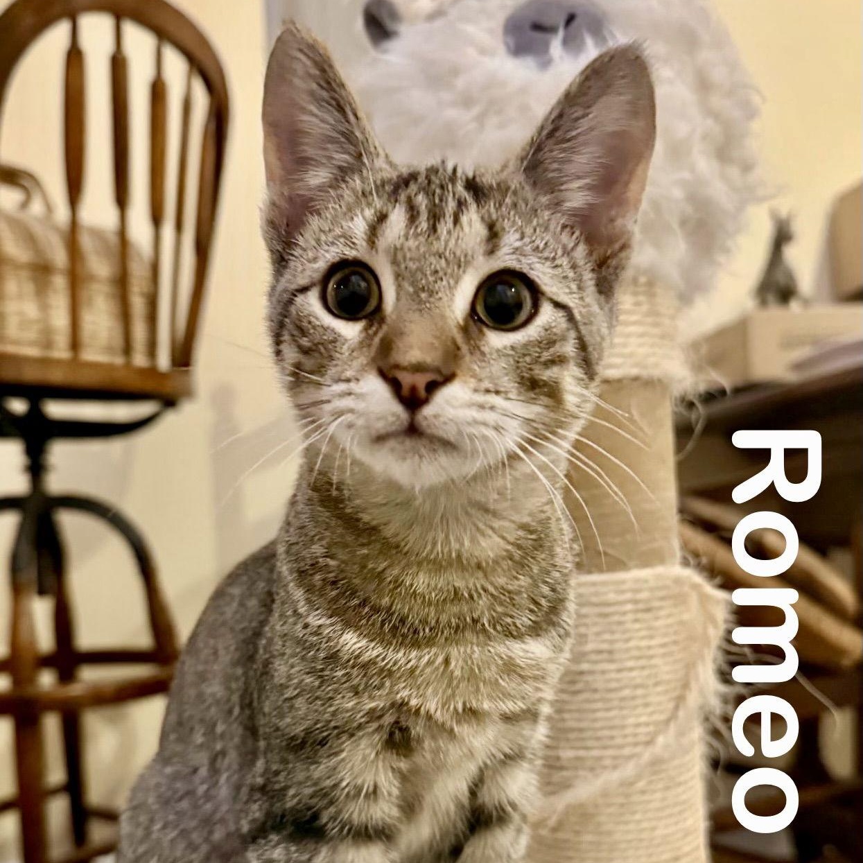 Romeo, a Adoptable Domestic Short Hair in Reston, VA image 1/3