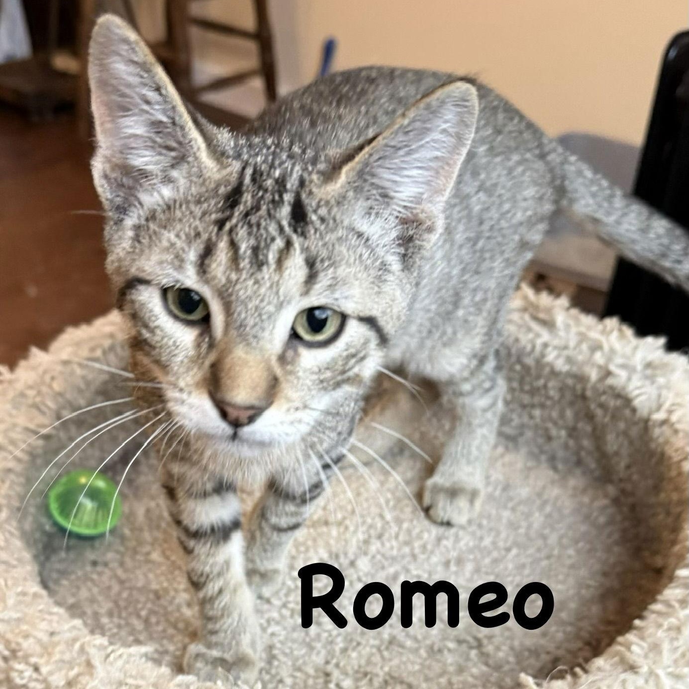 Romeo, a Adoptable Domestic Short Hair in Reston, VA image 3/3