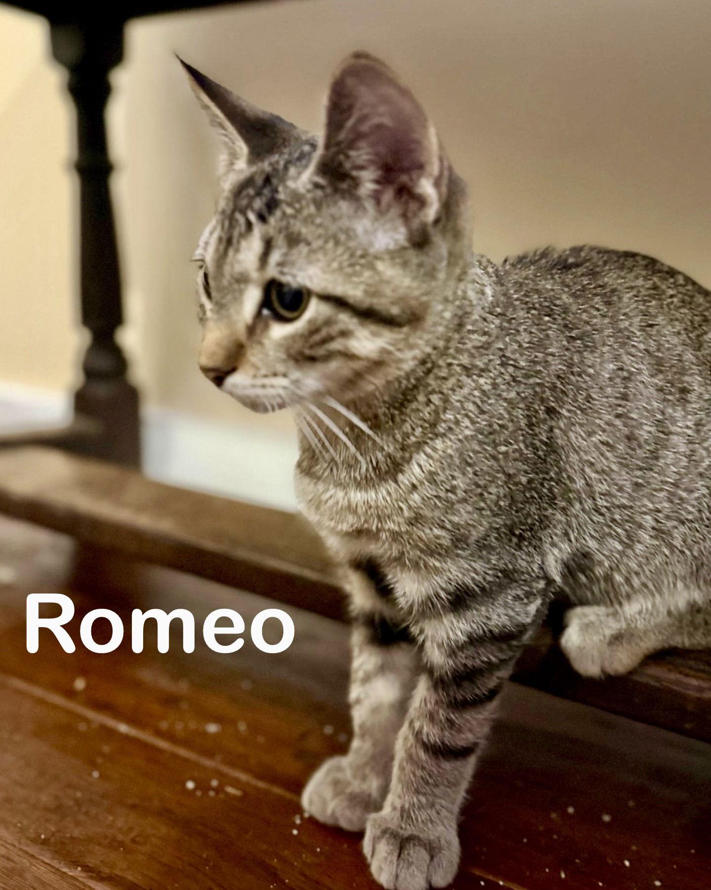 Romeo, a Adoptable Domestic Short Hair in Reston, VA image 2/3