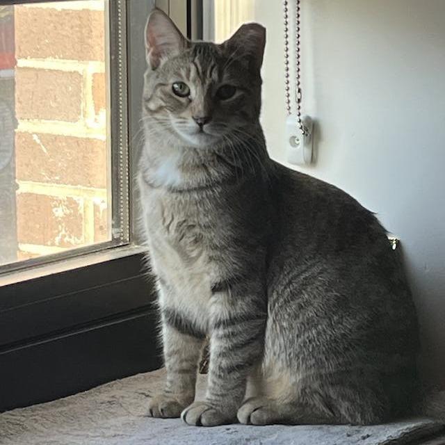 Hamster bonded Tabby Angie