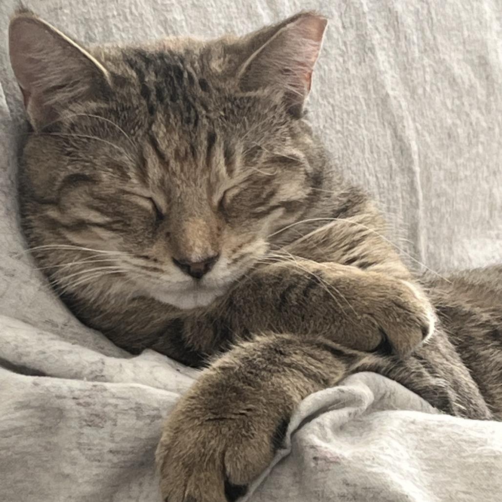 Hamster bonded Tabby Angie — thumbnail 3