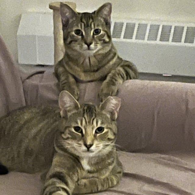 Hamster bonded Tabby Angie — thumbnail 4