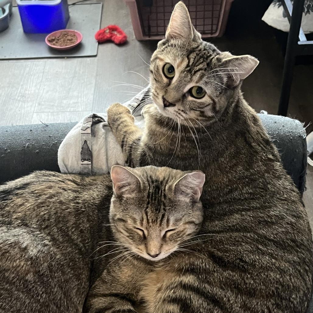 Hamster bonded Tabby Angie — thumbnail 5