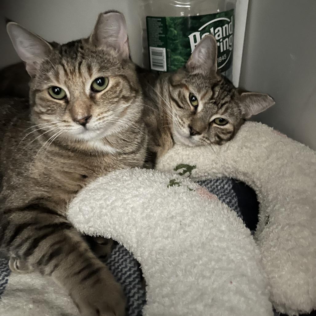 Hamster bonded Tabby Angie — thumbnail 6