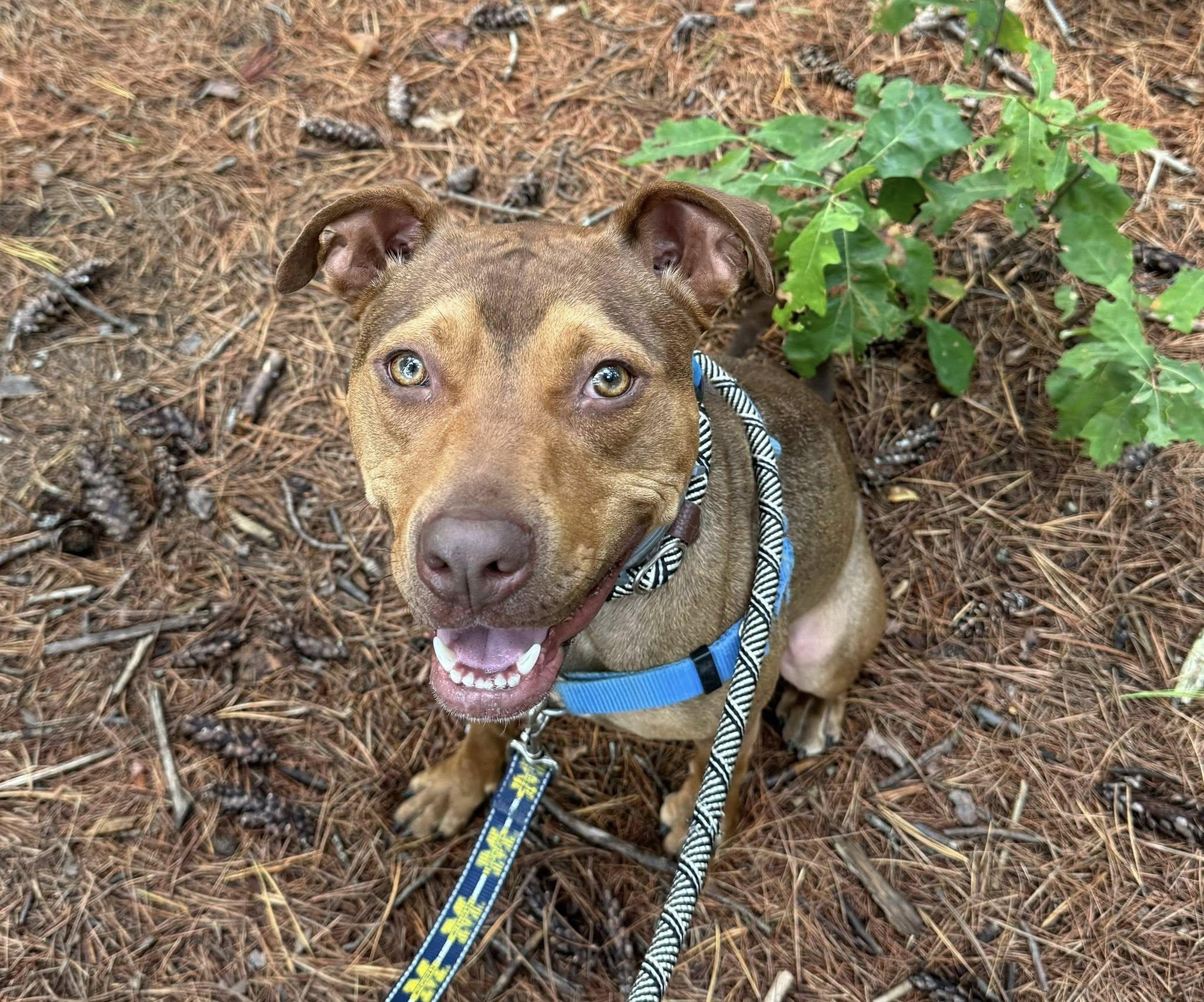 Enlarge Luke, a Adoptable mixed breed in Manchester, NH image 2/3
