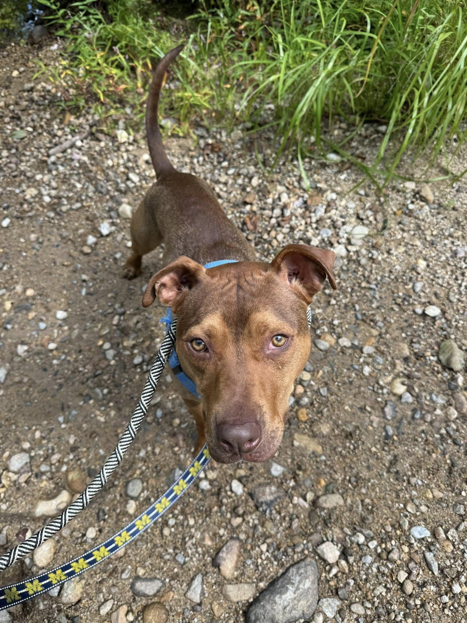 Enlarge Luke, a Adoptable mixed breed in Manchester, NH image 3/3