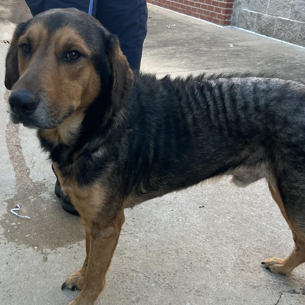 Enlarge Buck, a Adoptable Hound in Jacksonville, AR image 1/1
