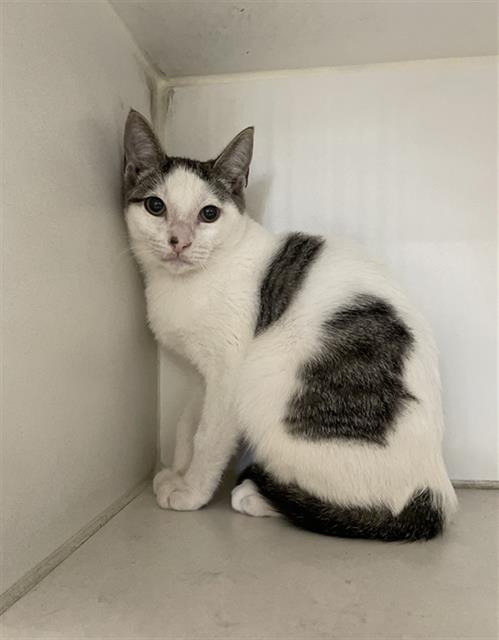 ARTHUR, Adoptable, Kitten Male Domestic Short Hair.