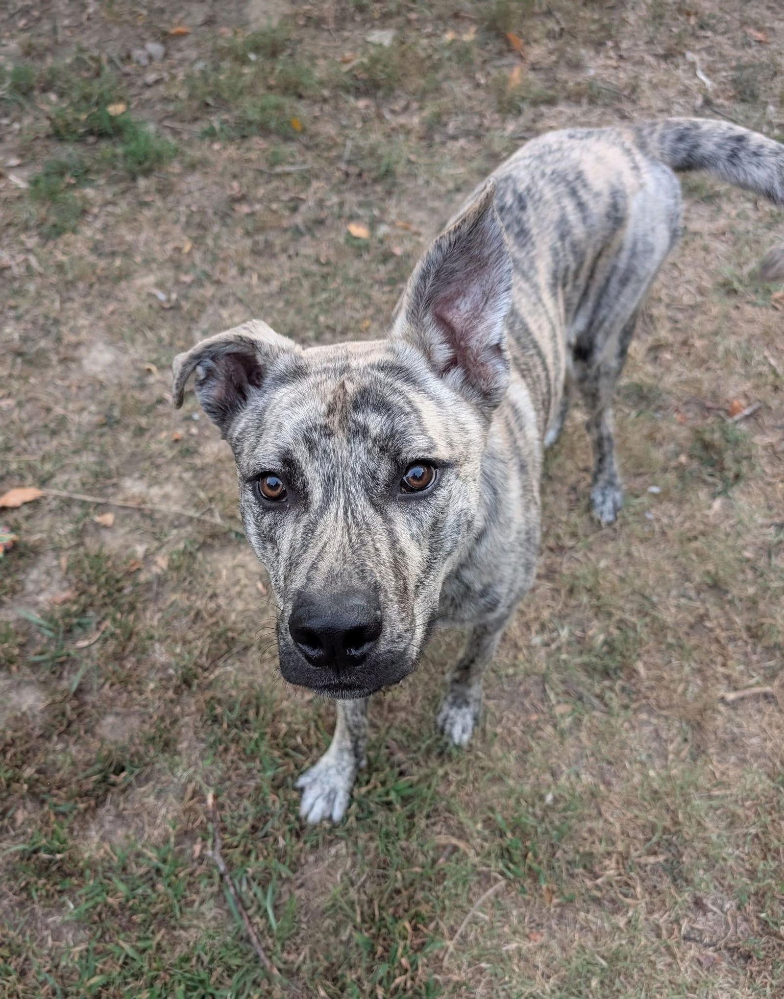 Simon - bdm, a Adoptable Mixed Breed in White Bluff, TN image 1/3