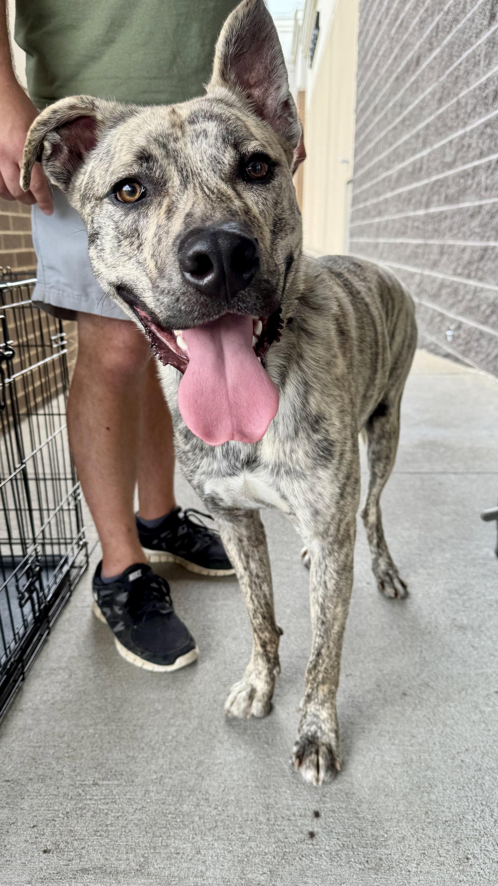 Simon - bdm, Adoptable, Young Male Husky & German Shepherd Dog.