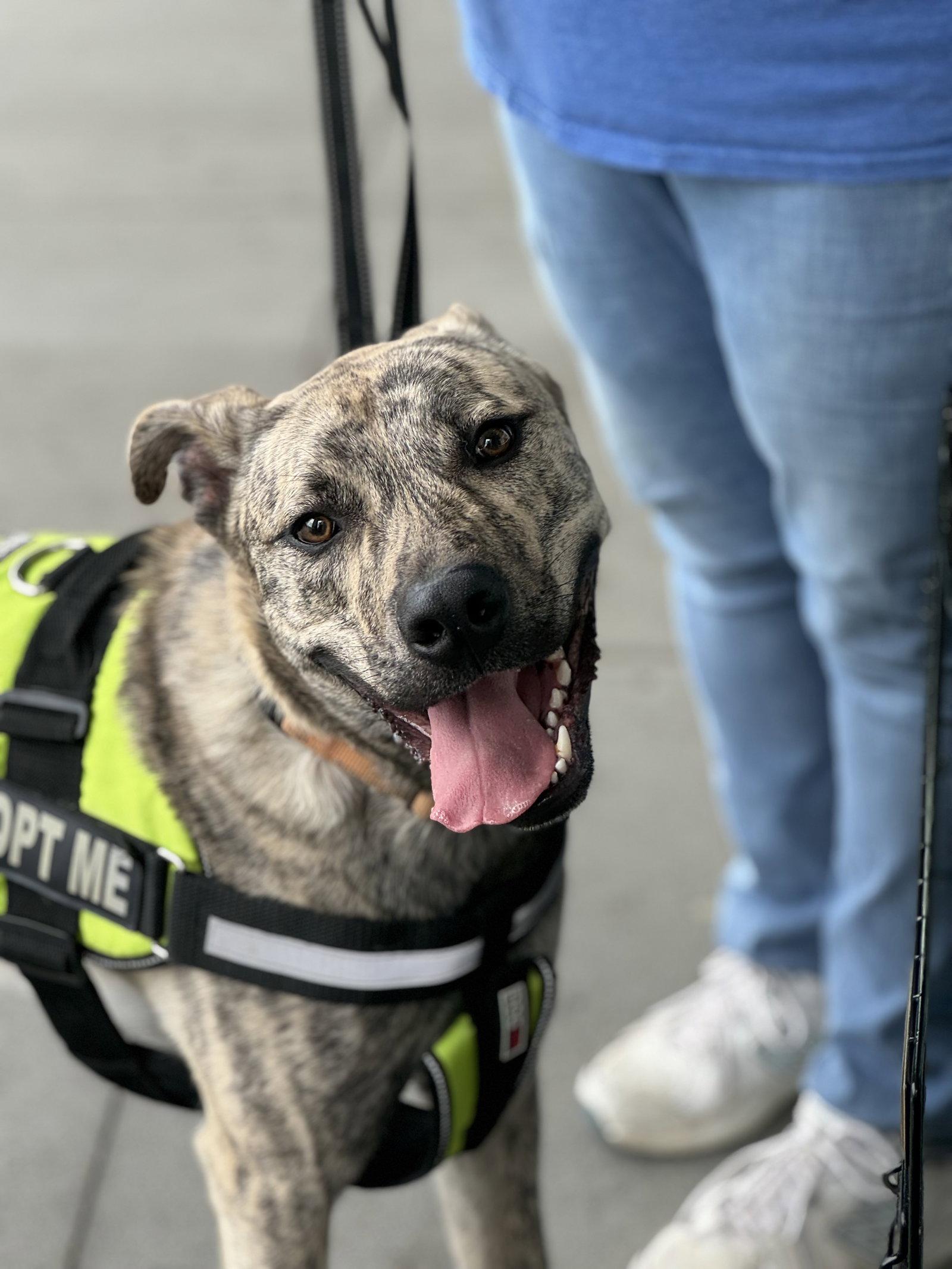 Enlarge Simon - bdm, a Adoptable mixed breed in White Bluff, TN image 1/3
