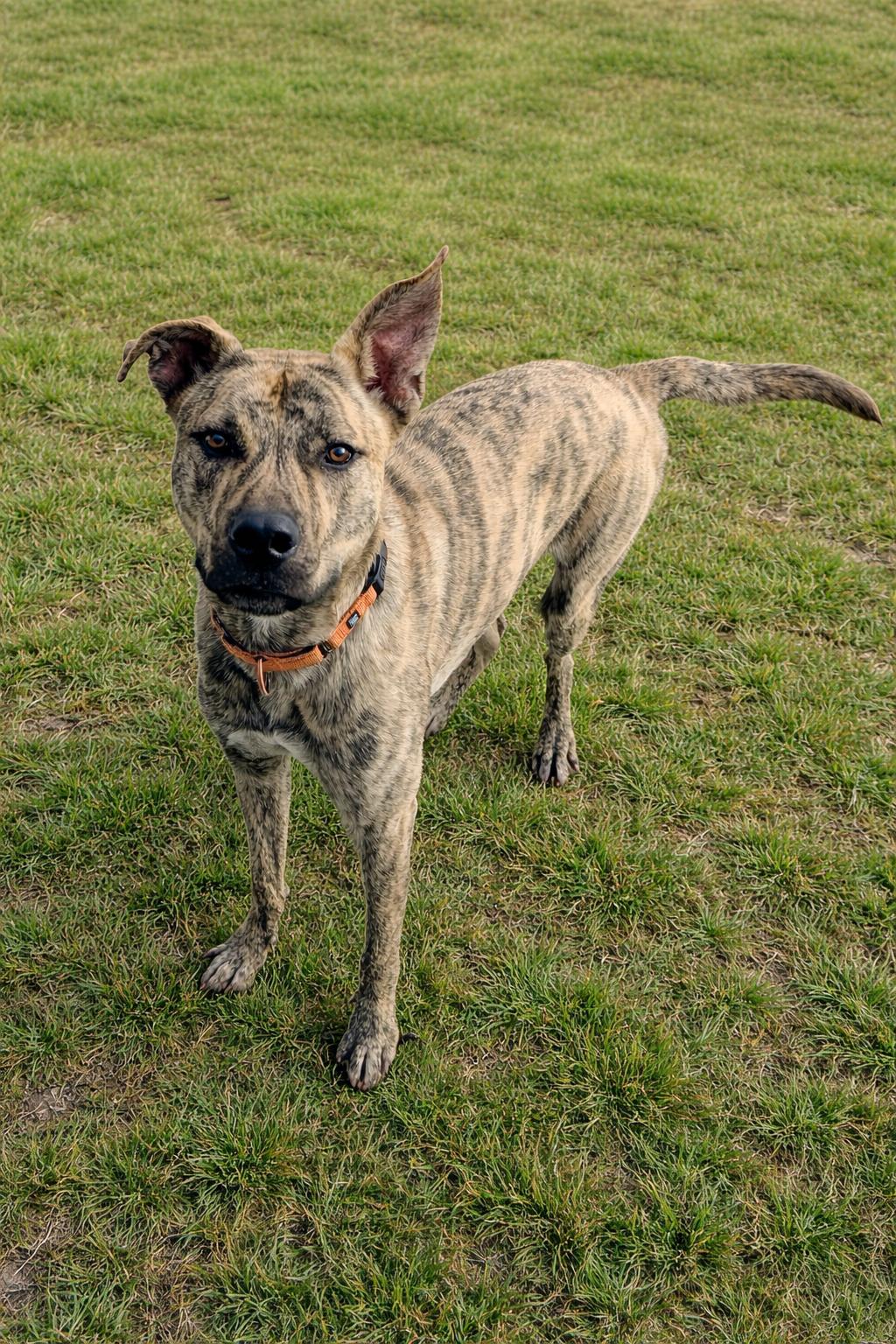 Enlarge Simon - bdm, a Adoptable mixed breed in White Bluff, TN image 2/3