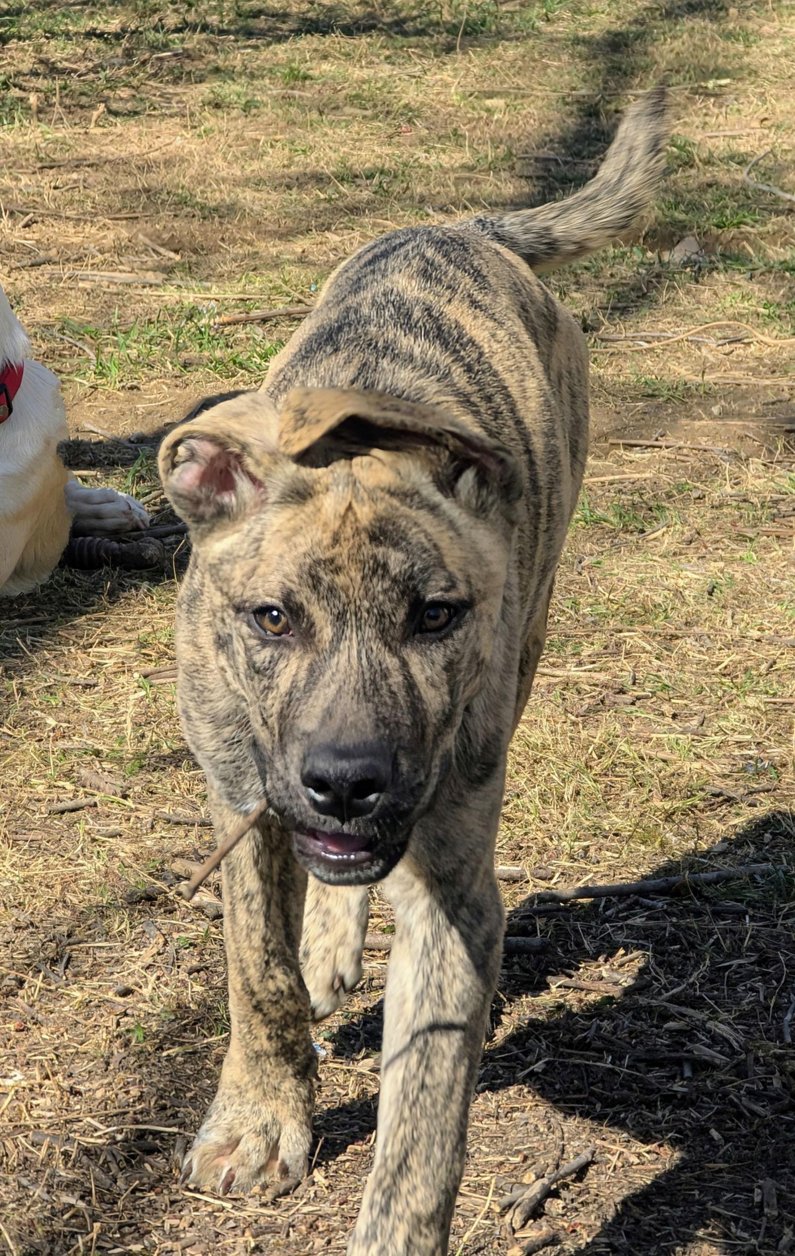Simon - bdm, a Adoptable Mixed Breed in White Bluff, TN image 2/3