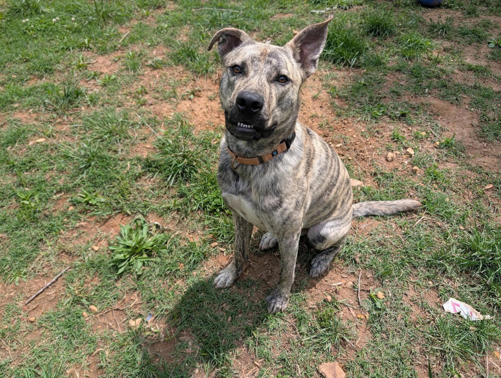 Simon - bdm, a Adoptable mixed breed in White Bluff, TN image 3/3
