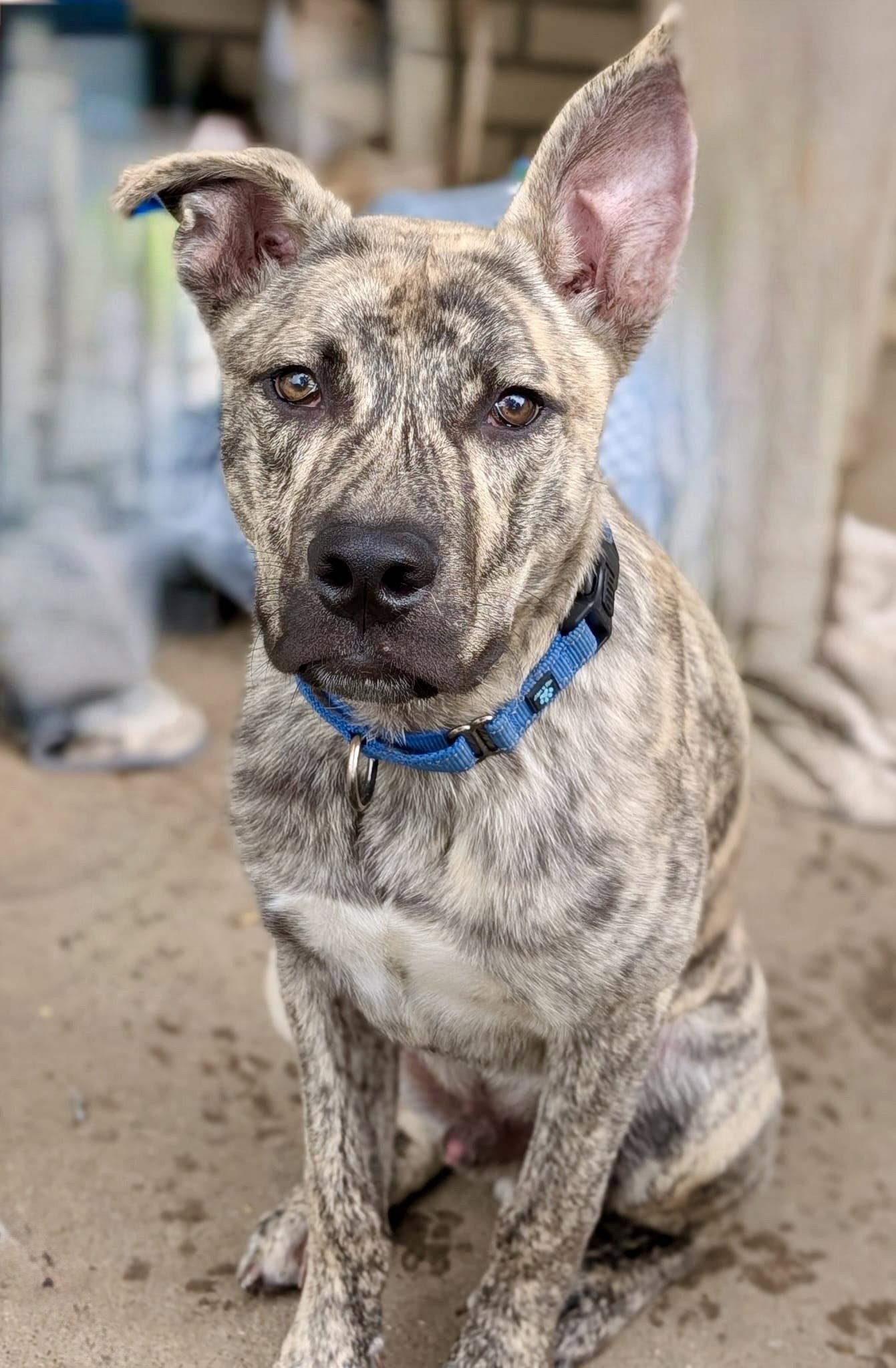 Enlarge Simon - bdm, a Adoptable mixed breed in White Bluff, TN image 3/3