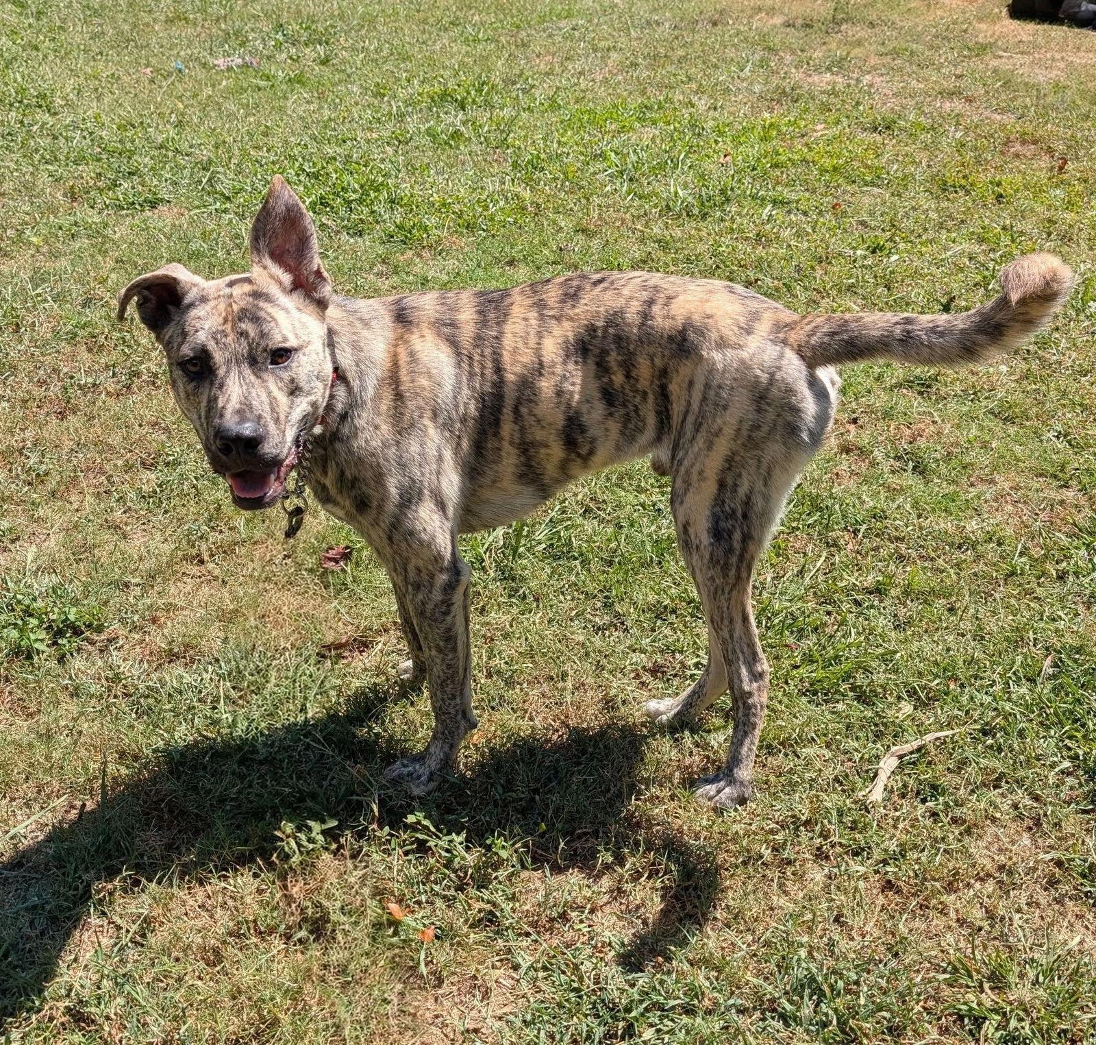 Simon - bdm, a Adoptable Mixed Breed in White Bluff, TN image 3/3