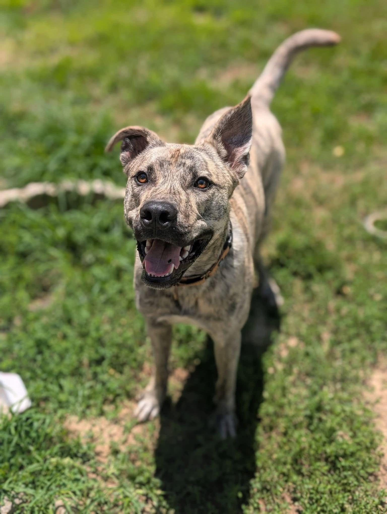 Enlarge Simon - bdm, a Adoptable mixed breed in White Bluff, TN image 3/3