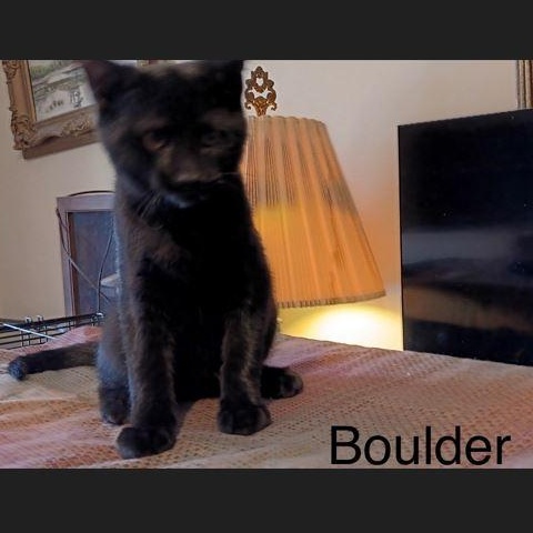 Enlarge Boulder, a Adoptable Domestic Medium Hair in Menasha, WI image 1/1