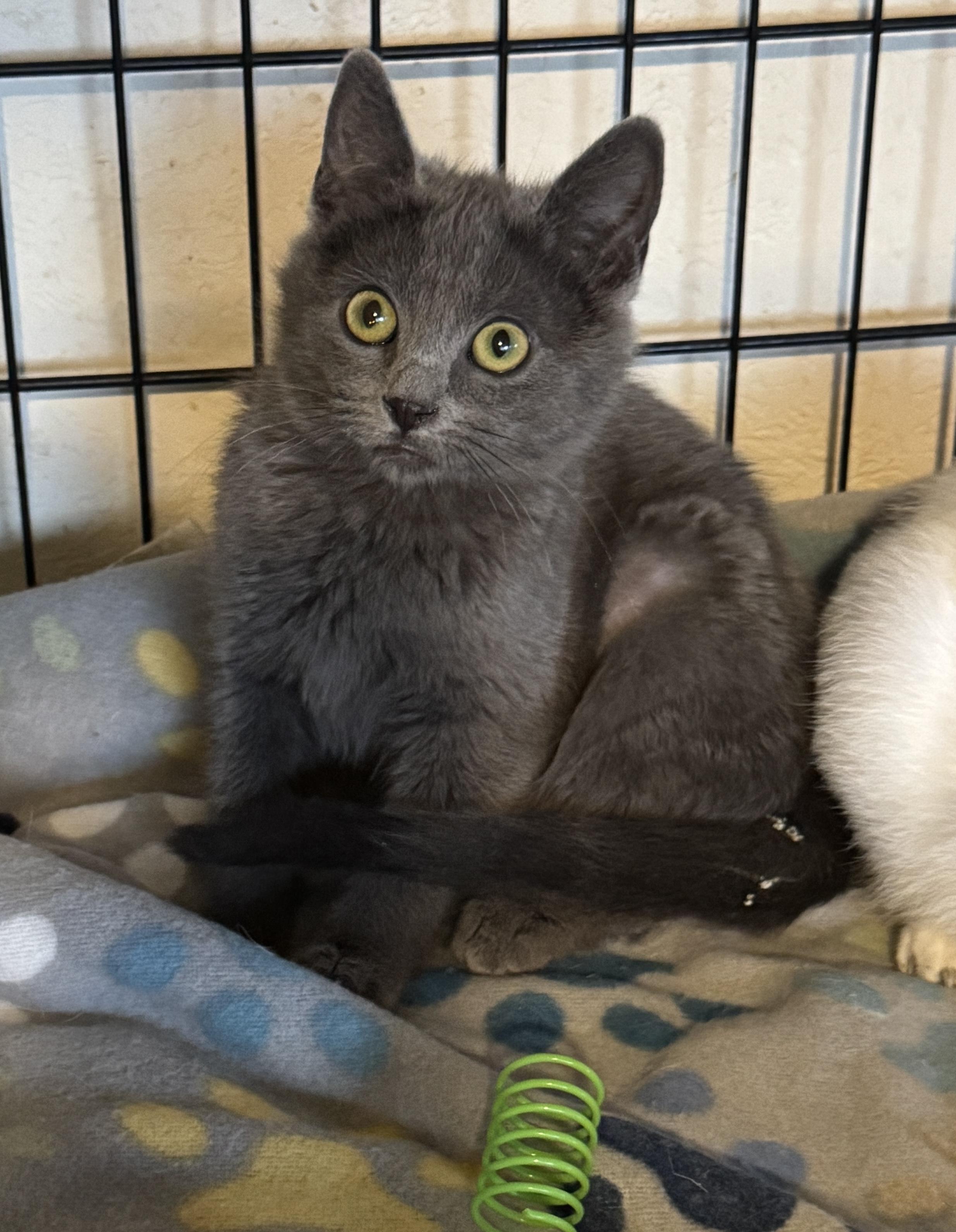 Enlarge Baby Blue, a ADOPTABLE Domestic Short Hair in Portland, OR image 1/3