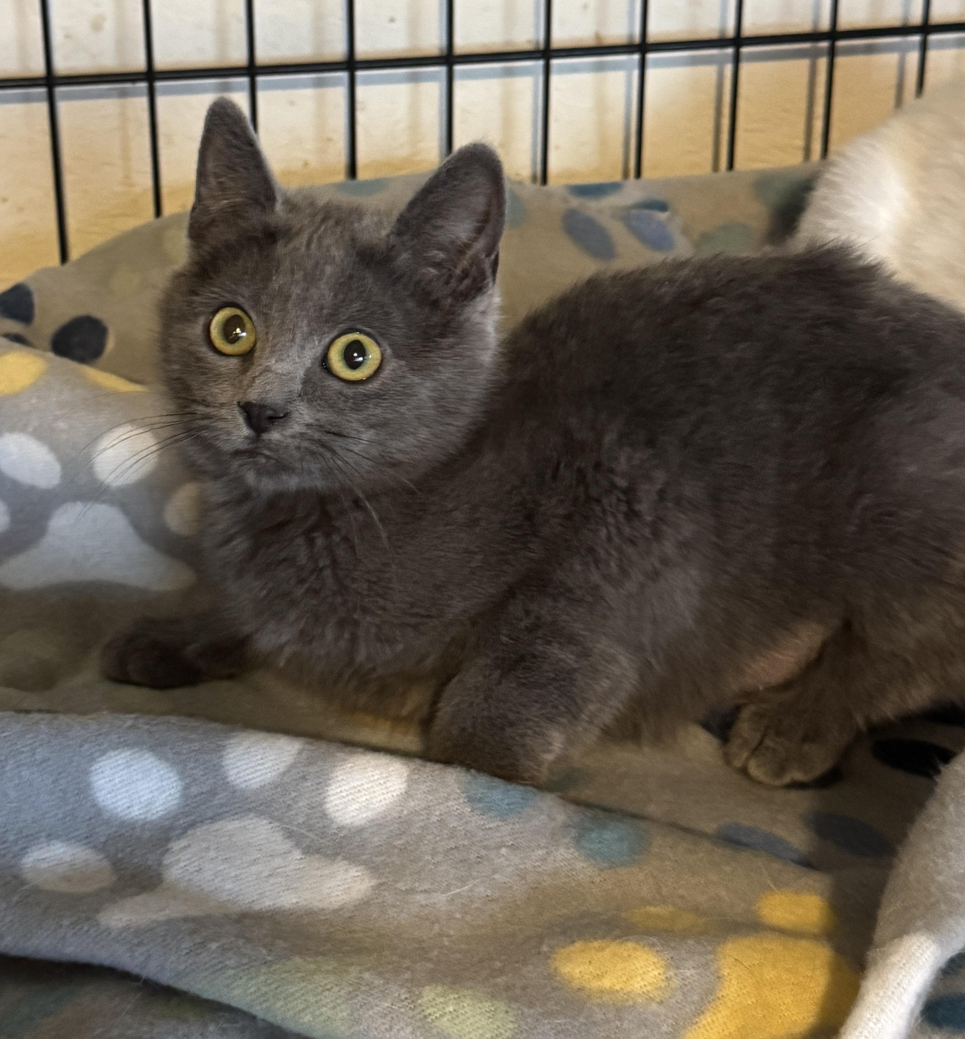 Enlarge Baby Blue, a ADOPTABLE Domestic Short Hair in Portland, OR image 3/3