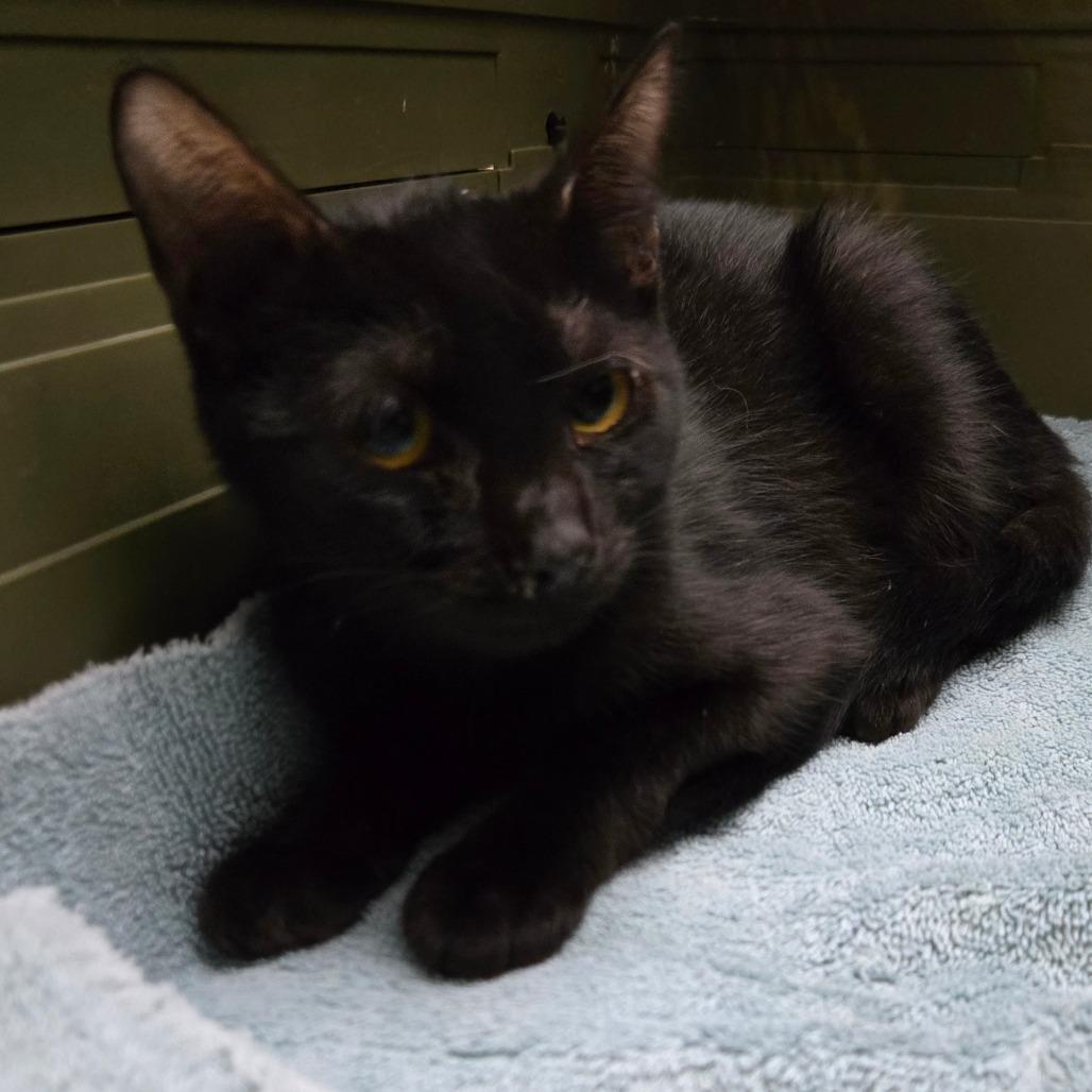 Boba, Adoptable, Young Male Domestic Short Hair.