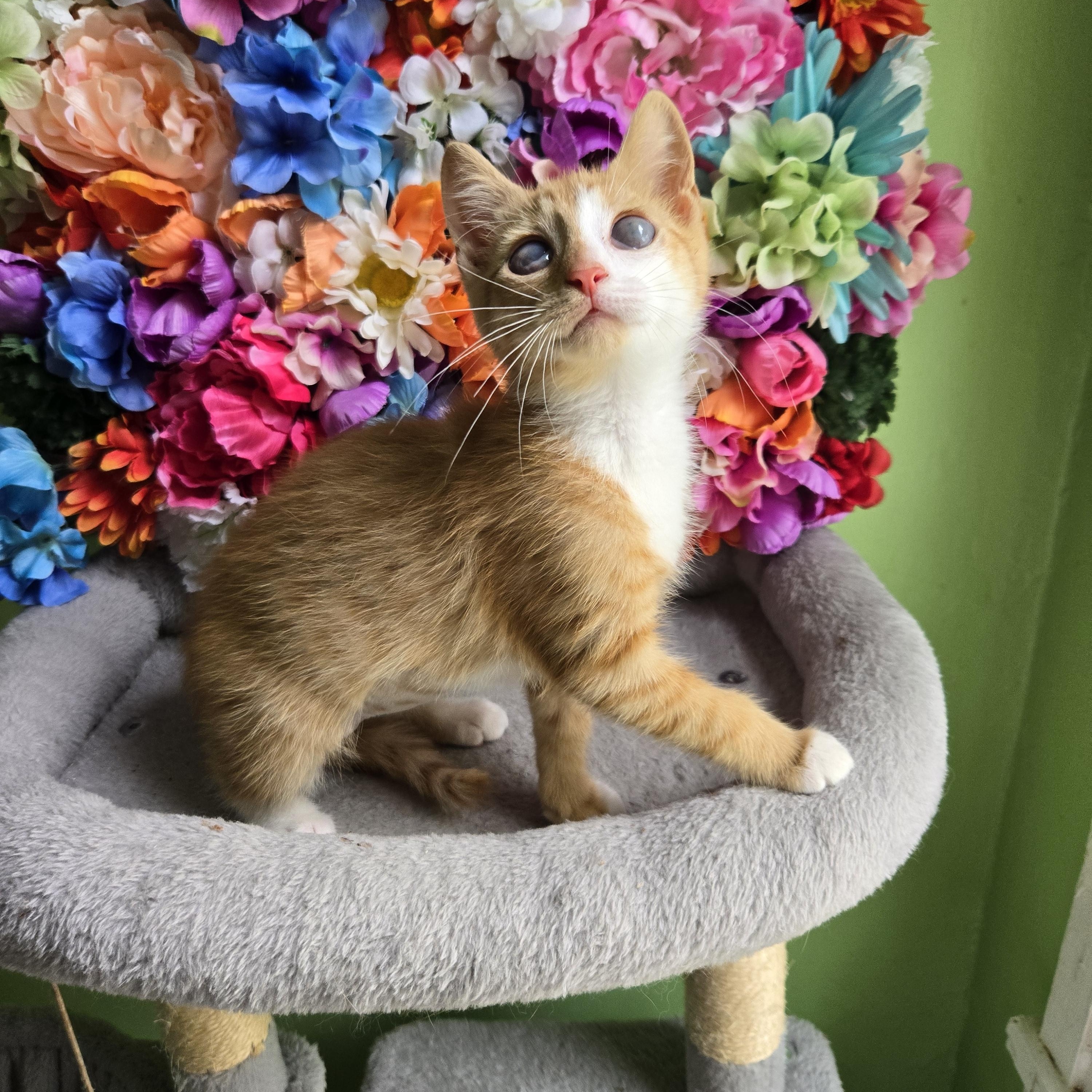 Judy, Young Female Domestic Short Hair
