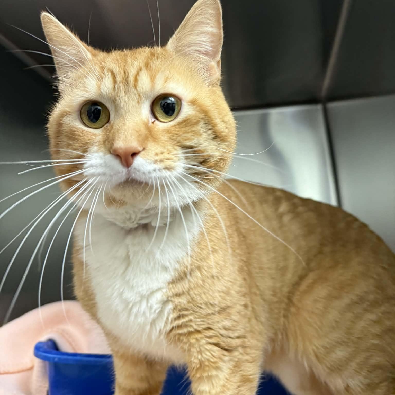 Enlarge Octavius, an adopted Domestic Short Hair in Martinsville, IN image 1/2